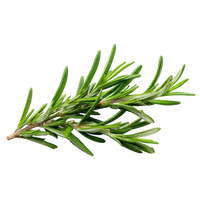 ROSEMARY